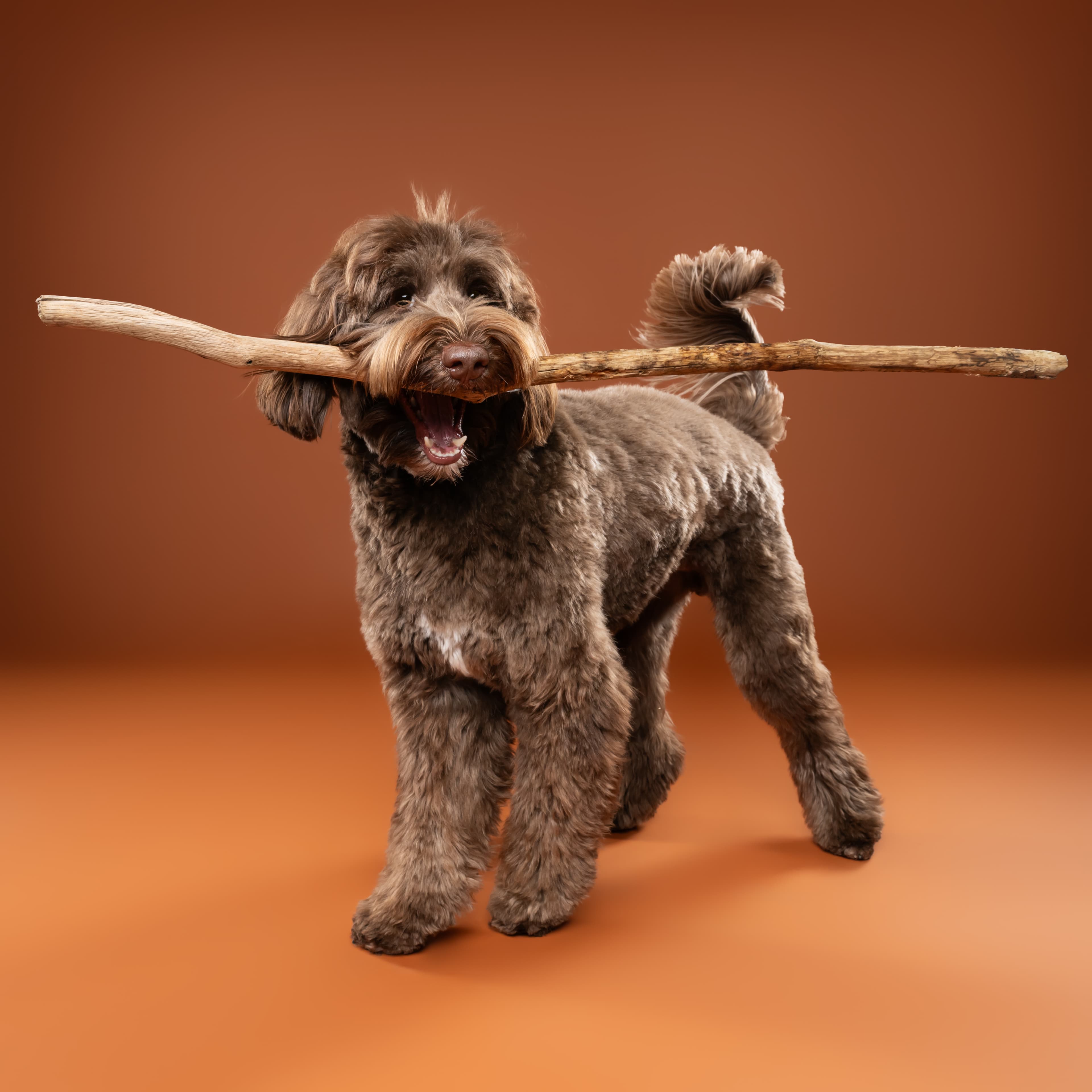 Lou · onze labradoodle